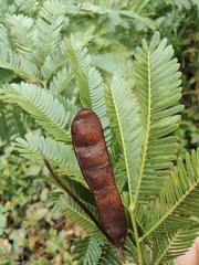 Mimosa bimucronata