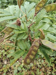 Mimosa bimucronata