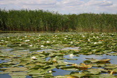 Nymphaea alba