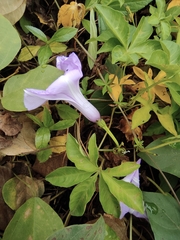 Ipomoea cairica