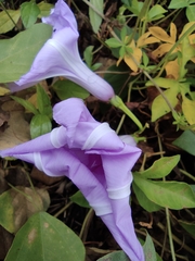 Ipomoea cairica