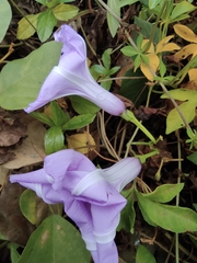 Ipomoea cairica