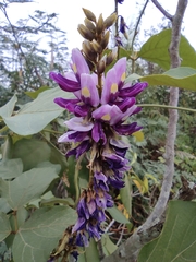 Pueraria montana lobata