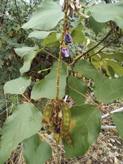 Pueraria montana lobata