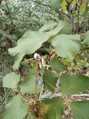 Pueraria montana lobata