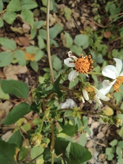 Bidens alba