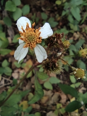 Bidens alba