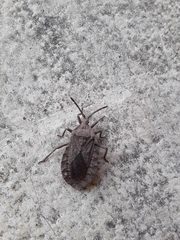 Spartocera brevicornis