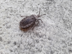 Spartocera brevicornis