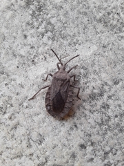 Spartocera brevicornis
