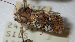 Crypsedra gemmea