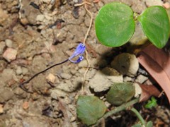 Burmannia