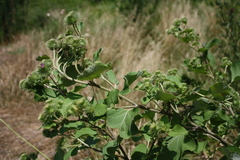 Arctium lappa