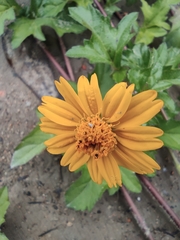 Sphagneticola trilobata