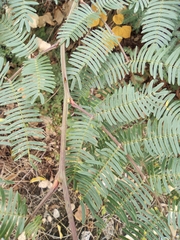 Mimosa bimucronata