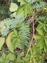 Mimosa bimucronata