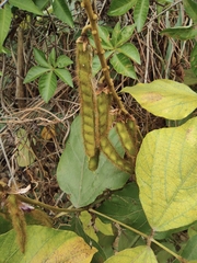 Pueraria montana lobata