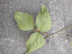 Pueraria montana lobata