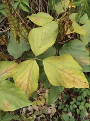 Pueraria montana lobata