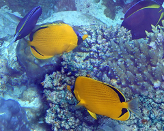 Chaetodon semeion