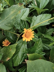 Sphagneticola trilobata