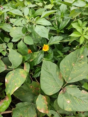 Sphagneticola trilobata