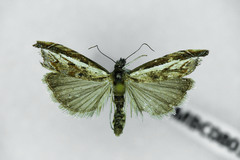 Platytes alpinella