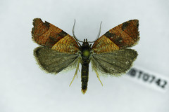 Philedone gerningana