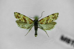 Aethes kindermanniana
