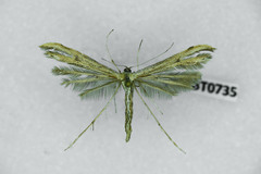 Hellinsia didactylites