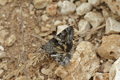 Catocala separata