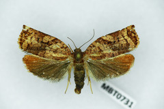 Archips oporana