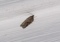 Acleris ptychogrammos