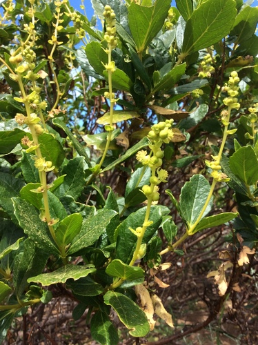 Adriana quadripartita (Labill.) Müll.Arg.