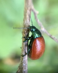 Chrysolina grossa