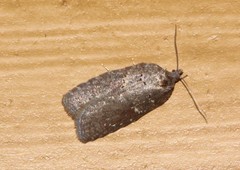 Acleris placidana