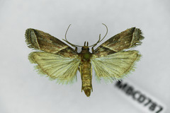Nyctegretis lineana