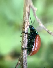 Chrysolina grossa