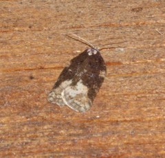Acleris clarkei