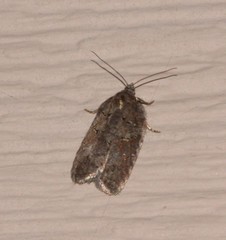 Acleris busckana
