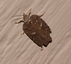 Acleris bowmanana