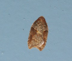 Acleris maccana
