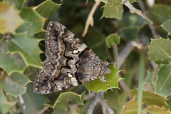 Catocala separata