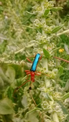 Paromoeocerus barbicornis
