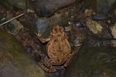 Ingerophrynus biporcatus