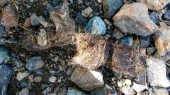 Canis lupus italicus