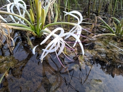 Crinum viviparum