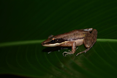 Indosylvirana nicobariensis