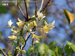Crateva adansonii formosensis