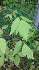 Acer negundo